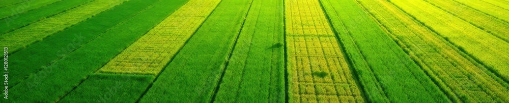 Geometric patterns of vibrant green and brown farmland , sun, above, color Geometric patterns of vibrant green and brown farmland , sun, above, color