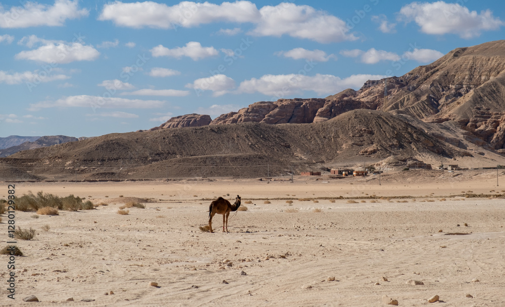Camel roaming freely in the Sinai desert under a clear sky in Egypt Camel roaming freely in the Sinai desert under a clear sky in Egypt