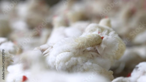 Group of healthy broiler chicken in poultry	