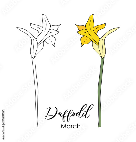 Botanical drawing of Daffodil March birth month flower. Narcissus Colored and black hand drawn sketch vector illustration isolated on white background for wall art, card, tattoo, logo, packaging.