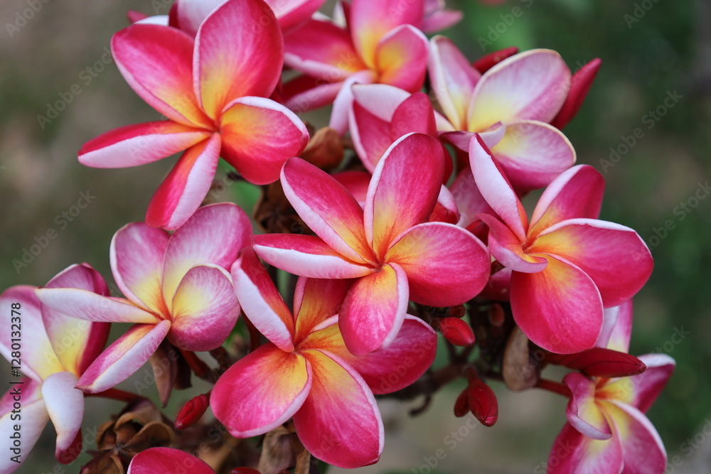 Colourfall flower frangipani Dok Champa in lao new year Colourfall flower frangipani Dok Champa in lao new year