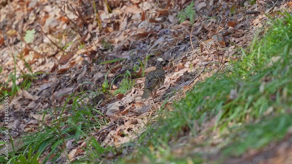 scaly thrush in a foreest scaly thrush in a foreest