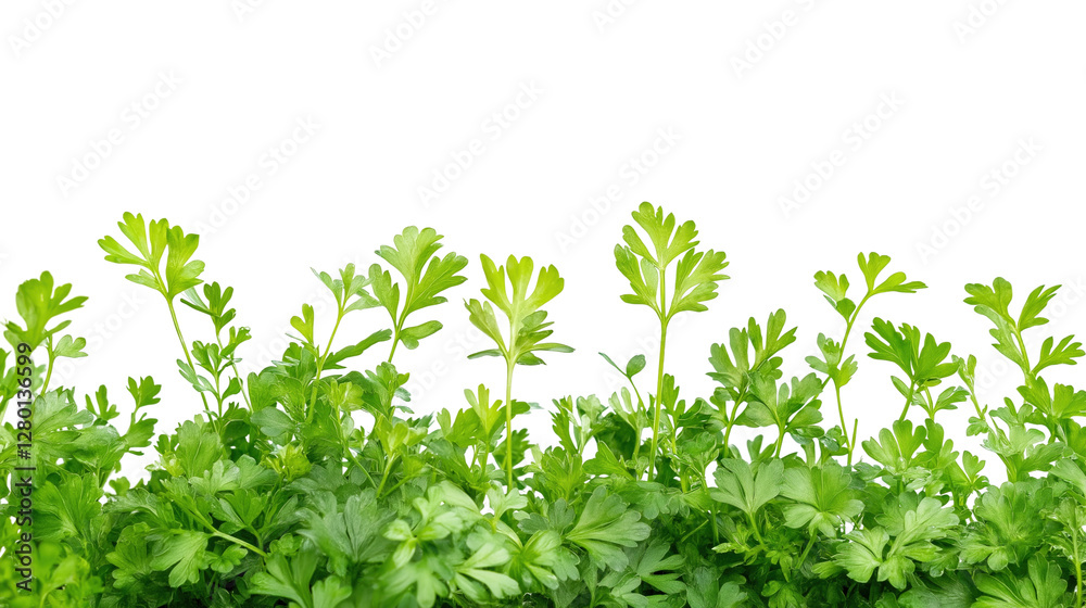 Fresh Green Herbs for Culinary Use Fresh Green Herbs for Culinary Use