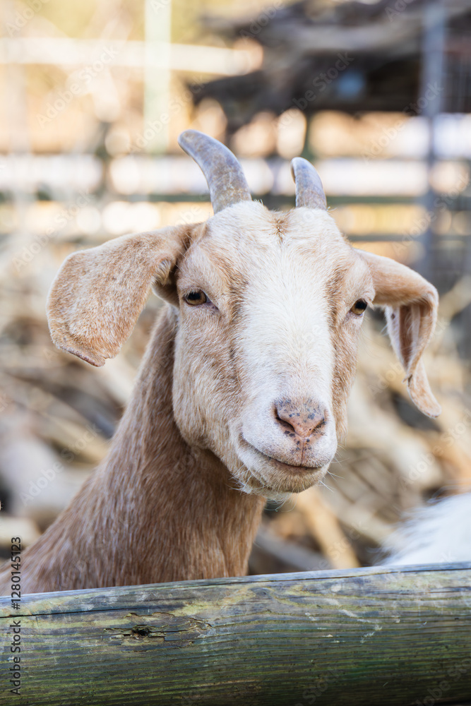 A goat found at the ranch. Capra Hircus A goat found at the ranch. Capra Hircus