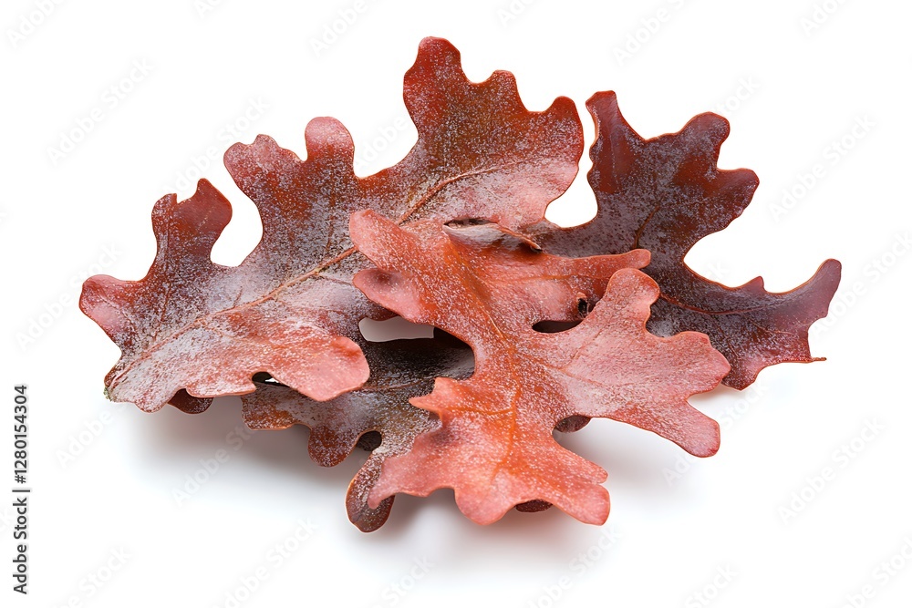 Oak tree with red leaves, isolated on white background, clipping path included Oak tree with red leaves, isolated on white background, clipping path included