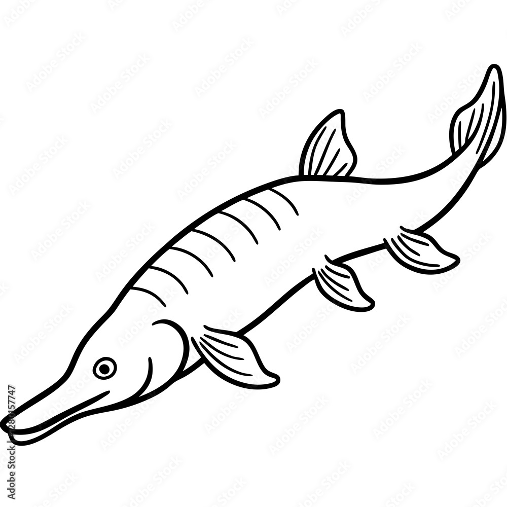Alligator Gar Line Art Vector on White Background Alligator Gar Line Art Vector on White Background