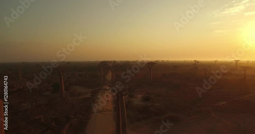 Giant Baobab trees of Madagascar, Aerial view at sunset