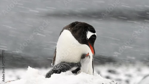 Gentoo penguin mother feeding and guarding her chick during a snow storm in Antarctica 