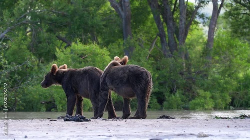 Wallpaper Mural Brown Bear cubs foraging for Salmon in Kamchatka while mother Brown bear waits on the stream bank Torontodigital.ca