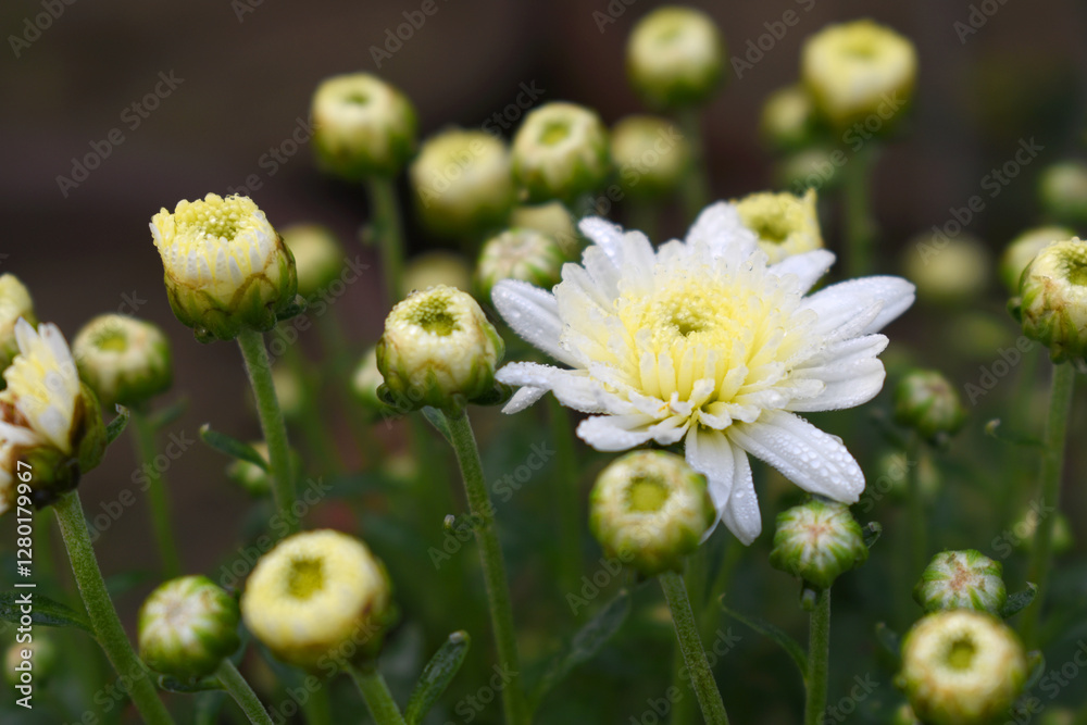 Beautiful white chrysanthemum flowers closeup in the winter garden, Closeup of Chrysanthemum flower, Field of the white Chrysanthemum, Beautiful white flower blooming in nature. Beautiful white chrysanthemum flowers closeup in the winter garden, Closeup of Chrysanthemum flower, Field of the white Chrysanthemum, Beautiful white flower blooming in nature.