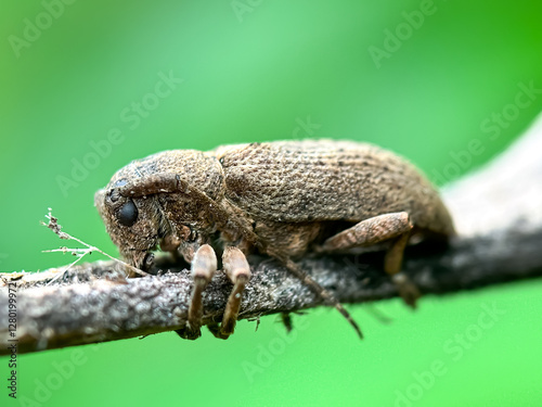 Картината върху платно Longhorn beetle (Pterolophia) family Cerambycidae, longhorn beetle perches on tr