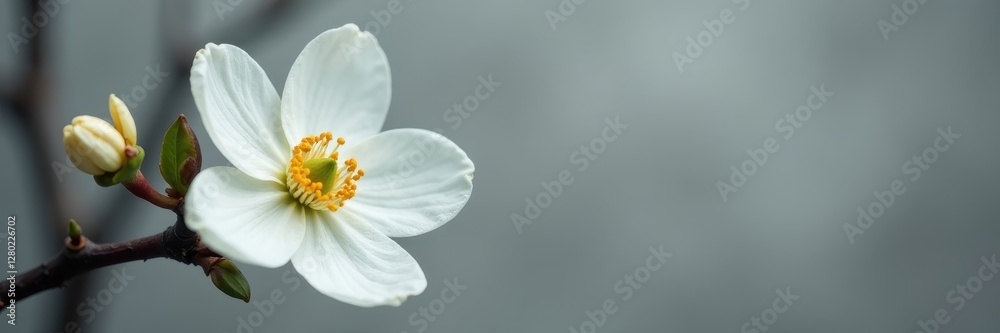 Delicate white blossom, yellow stamen, black spot, gray backdrop, floral design, stamen Delicate white blossom, yellow stamen, black spot, gray backdrop, floral design, stamen