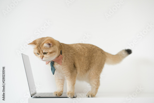 business concept with gold brittish cat costume with necktie and use laptop photo