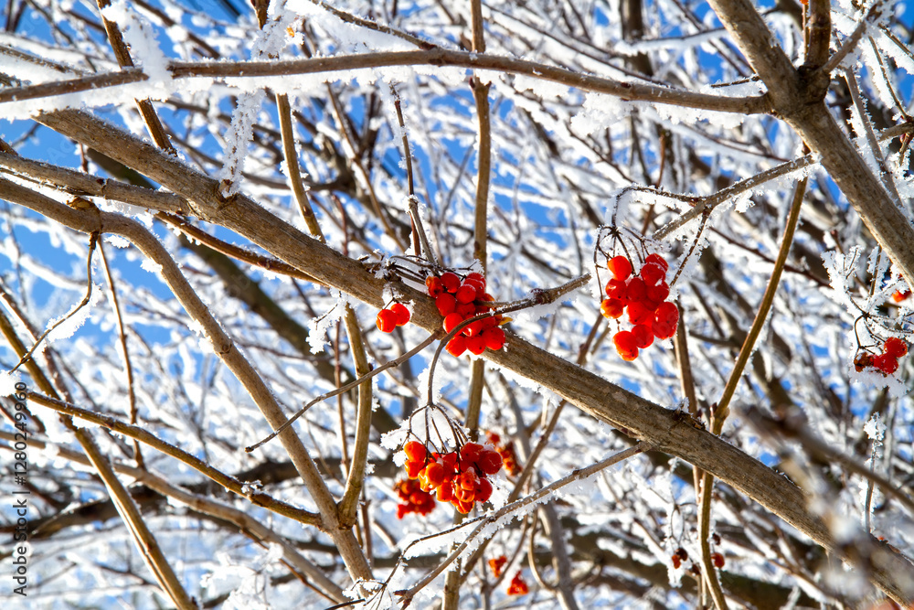 Frozen viburnum berries on a bush in winter. Viburnum branches on a frosty winter day. Frozen viburnum berries on a bush in winter. Viburnum branches on a frosty winter day.