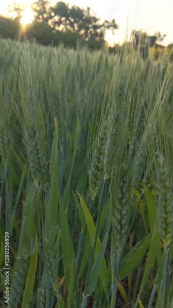 Wheat. By the beginning of summer, the spikelets have already faded and are fully formed. We have a time when each grain began to be filled with goodness and strength for a good harvest of grain bread