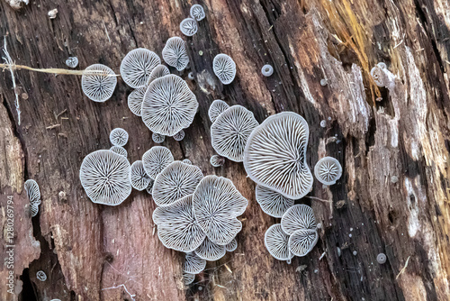 Fotografía Resupinate Fungi Mushrooms on Decaying Wood (Genus Resupinatus)