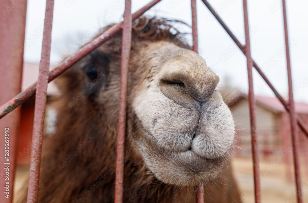 Fototapeta premium A camel is looking at the camera through a metal fence