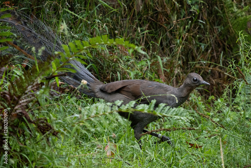 A lyrebird walks through the bush photo