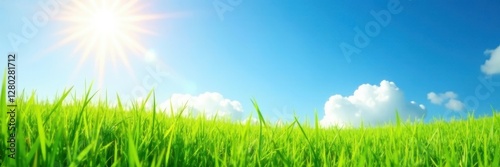 Bright sunlit meadow, soft focus blue sky, lush green grass, scene, spring