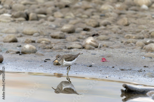 Wallpaper Mural Common sand piper on the beach Torontodigital.ca