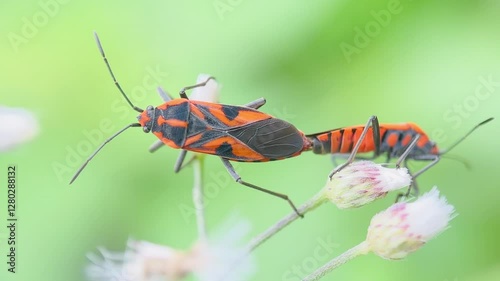 Mating seed bugs (Spilostethus pandurus), macro shot mating bug in green leaves photo