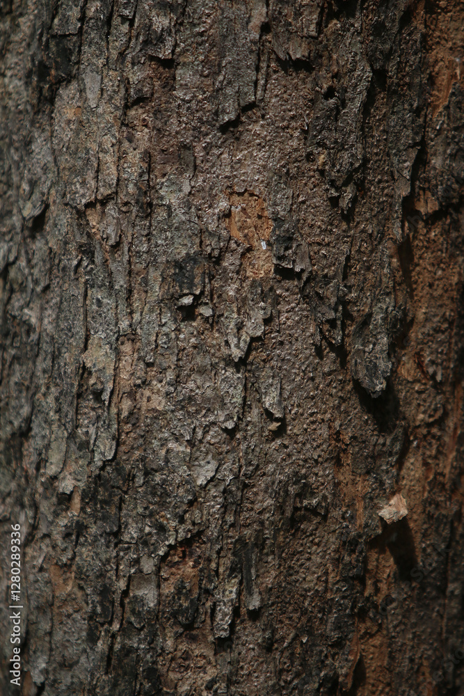 Textures of Time: The image showcases the rough, weathered bark of a mature tree, revealing intricate textures, colors and patterns that speak of the elements and seasons it has endured. Textures of Time: The image showcases the rough, weathered bark of a mature tree, revealing intricate textures, colors and patterns that speak of the elements and seasons it has endured.