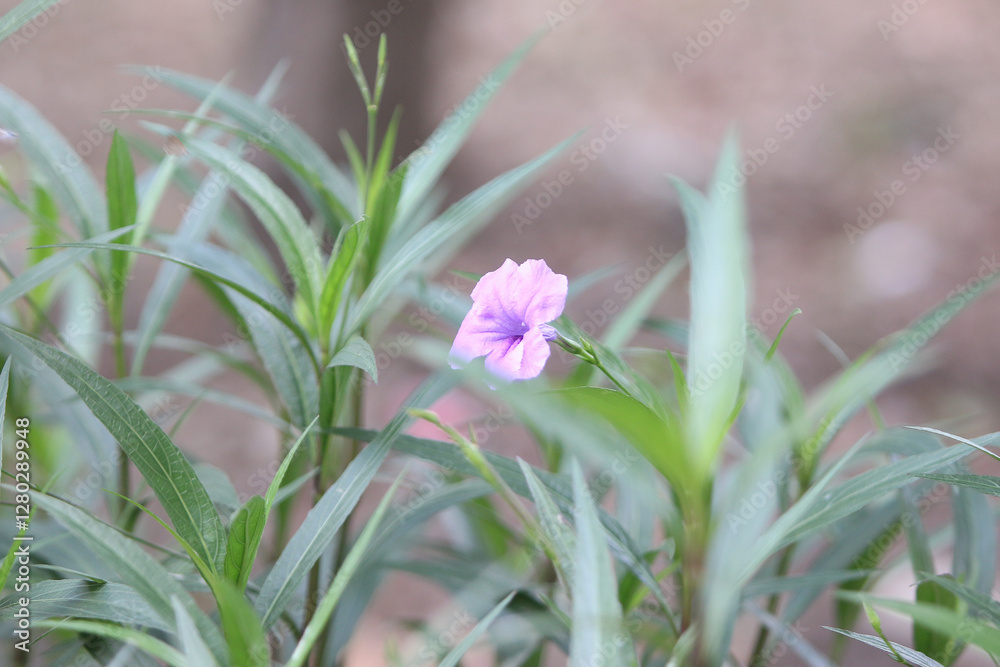 Fototapeta premium Blooming Amongst the Green: A delicate purple flower gracefully stands out amidst a lush backdrop of green foliage, creating a vibrant and harmonious scene of natural beauty.
