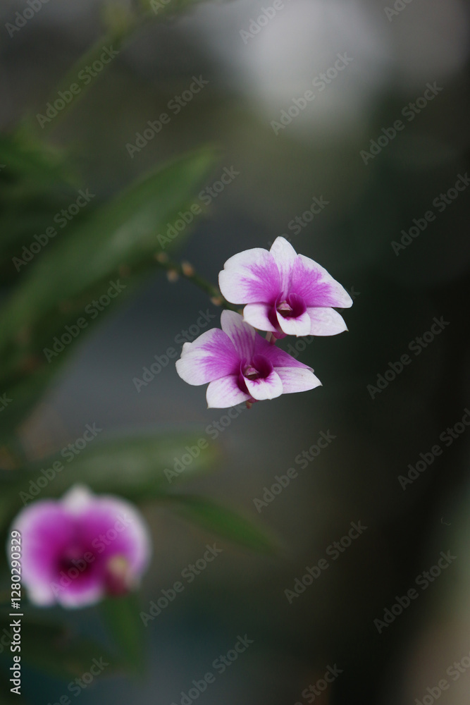 Orchid Bloom: Capturing the delicate beauty of orchids in full bloom, showcasing the intricate patterns of their petals and the elegance of their form. Orchid Bloom: Capturing the delicate beauty of orchids in full bloom, showcasing the intricate patterns of their petals and the elegance of their form.