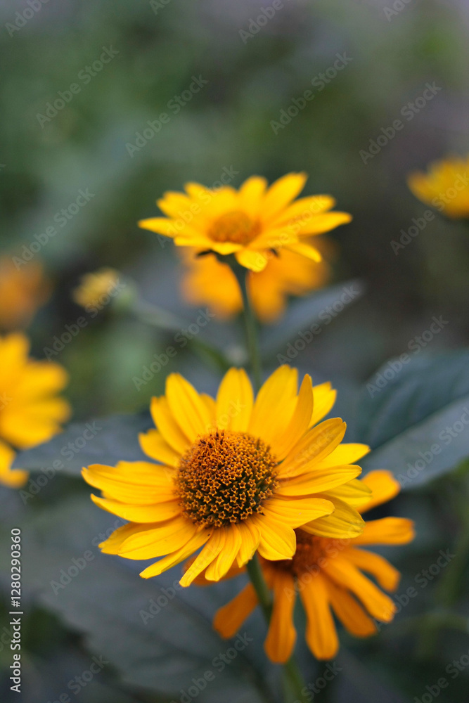 Bright Yellow Flowers in a Summer Garden Bright Yellow Flowers in a Summer Garden