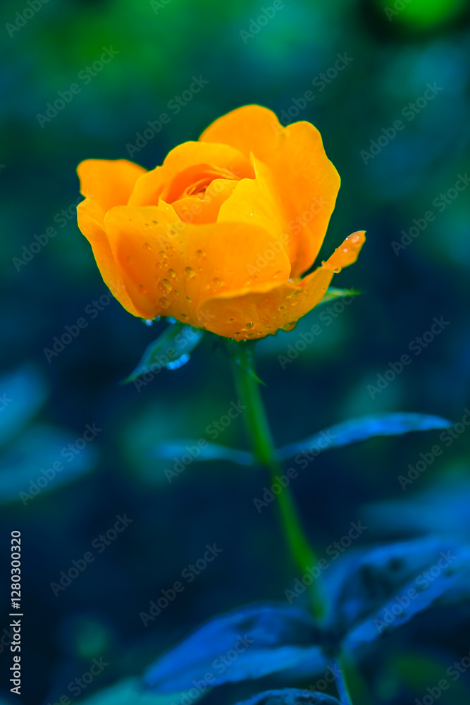 Flower Series : Yellow rose with water drops Flower Series : Yellow rose with water drops