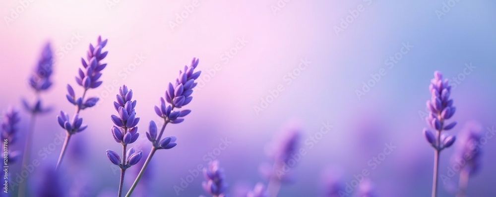 Obraz premium Soft lavender and powder blue hues blend into a calming serene atmosphere, gradient, lavender, calming