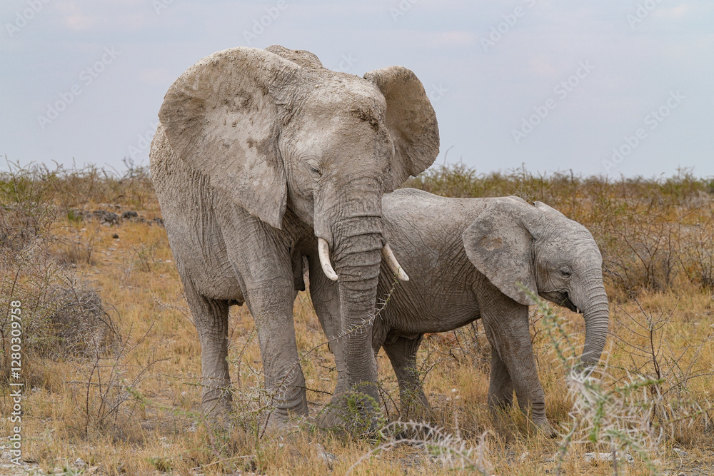 Fototapeta premium Herde von Elefanten unterwegs in Etosha