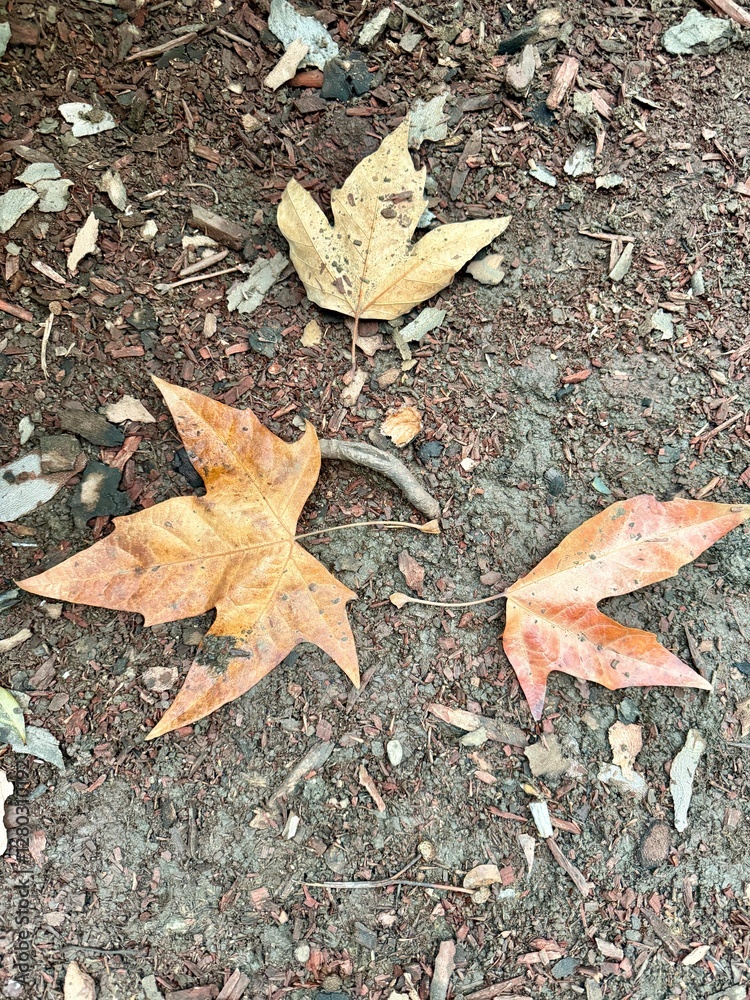 Three dried maple leaves on a textured ground covered with dirt, bark mulch, and small debris. The leaves are in shades of orange and brown, indicating autumn. Three dried maple leaves on a textured ground covered with dirt, bark mulch, and small debris. The leaves are in shades of orange and brown, indicating autumn.