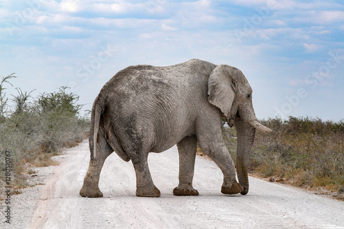 Elefantenbulle durchzieht die Steppe von Etosha photo