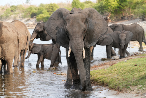 Herde von Elefanten unterwegs an einem Flussufer im Norden Namibias an der Grenze zu Botswana photo