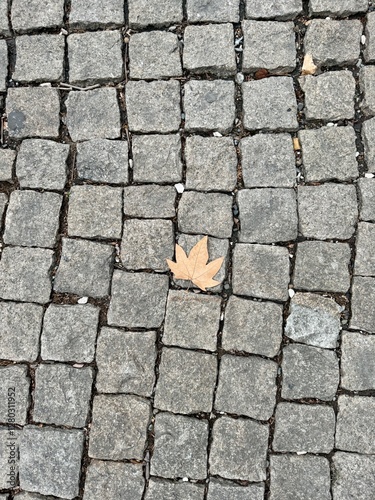 Konstfotografi A dry, curled autumn leaf resting on a textured cobblestone pavement