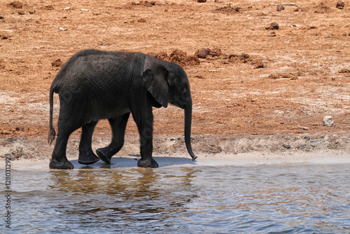 Junger afrikanischer Elefant am Flussufer des Chobe photo