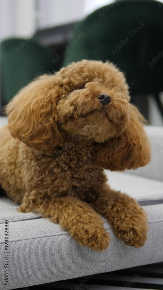 An absolutely adorable and charming brown dog is relaxing comfortably on a cozy couch An absolutely adorable and charming brown dog is relaxing comfortably on a cozy couch