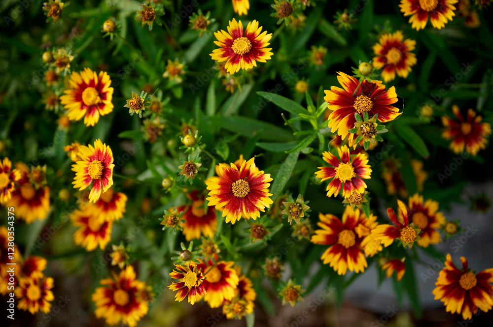 Cluster of vibrant yellow and red coreopsis flowers in full bloom Cluster of vibrant yellow and red coreopsis flowers in full bloom