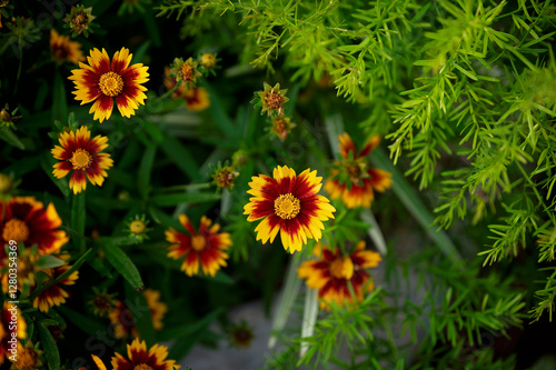Fototapeta Naklejka Na Ścianę i Meble -  Vibrant yellow and red coreopsis flowers among lush green foliage