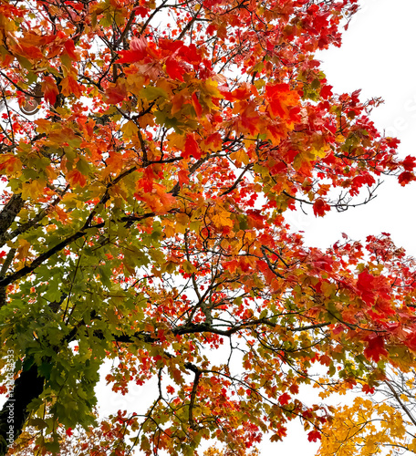 autumn colors. Maple leaves. Background photo