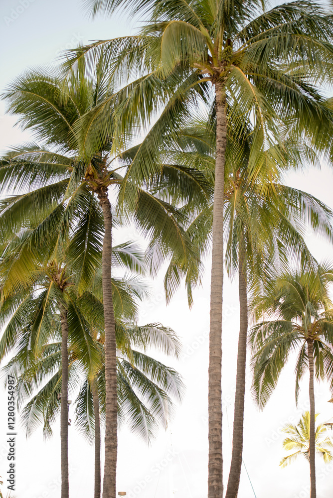 Fototapeta premium Tall palm trees sway under a bright tropical sky
