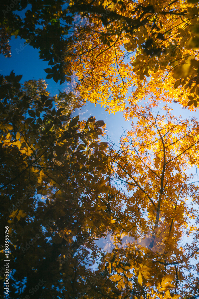 Golden Fall Leaf Colors of the Woods in Autumn Golden Fall Leaf Colors of the Woods in Autumn