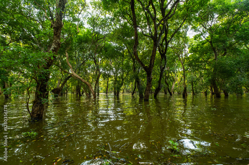 Fototapeta premium Mangrove rainforest, Kampong Phluk floating village