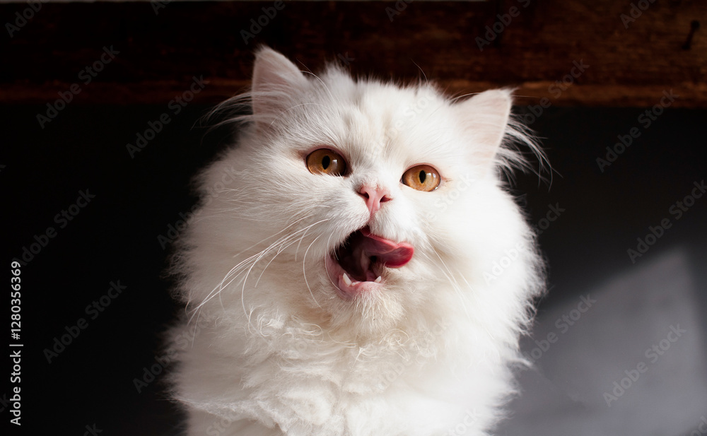 Fluffy White Cat With a Funny Facial Expression Fluffy White Cat With a Funny Facial Expression