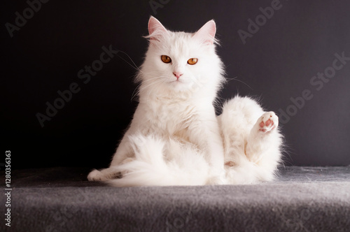 Canvas Print Beautiful Turkish Angora Cat in an Awkward Position
