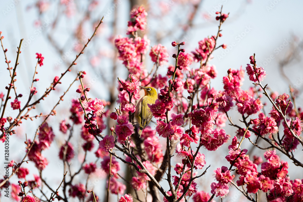 Pink flower plum blossom with Japanese bird during spring in Japan. Pink flower plum blossom with Japanese bird during spring in Japan.