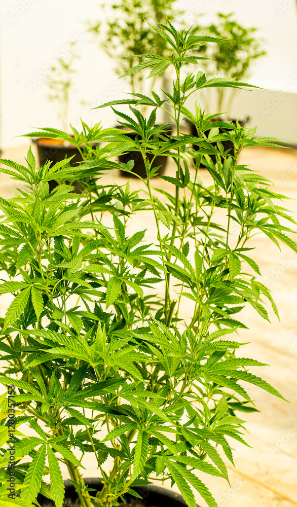 Cannabis bud on an Indoor grow facility farm Cannabis bud on an Indoor grow facility farm