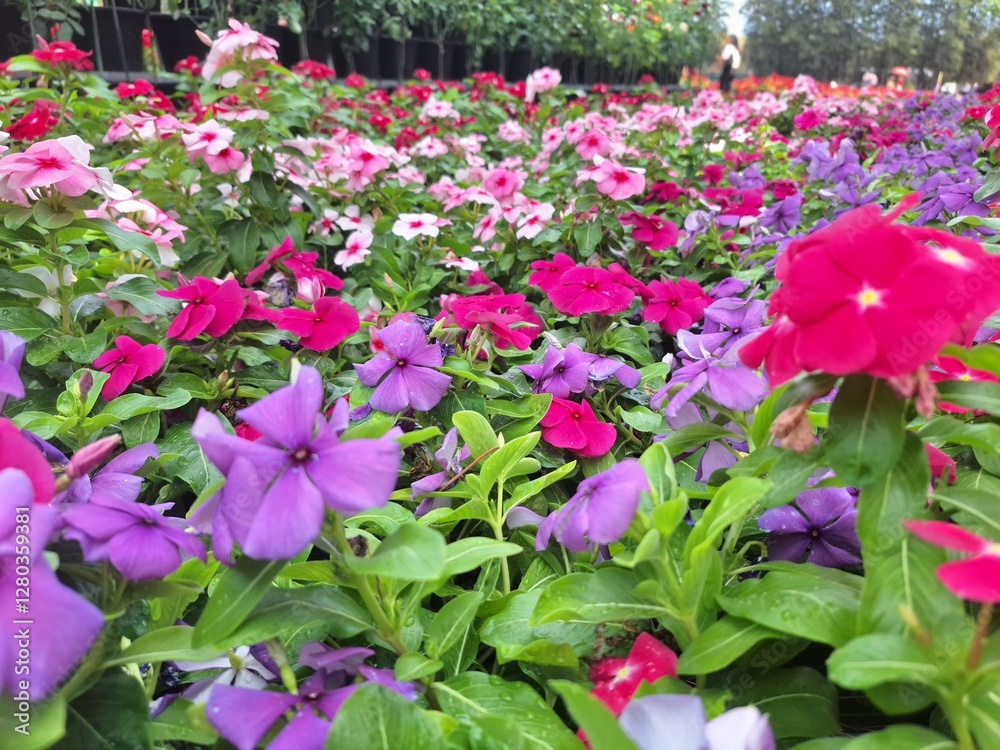 Blurred image of a multi-colored flower garden in a public park. Blurred image of a multi-colored flower garden in a public park.