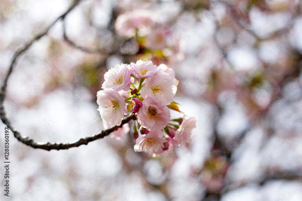 Branches of sakura flowers, cherry blossom Branches of sakura flowers, cherry blossom
